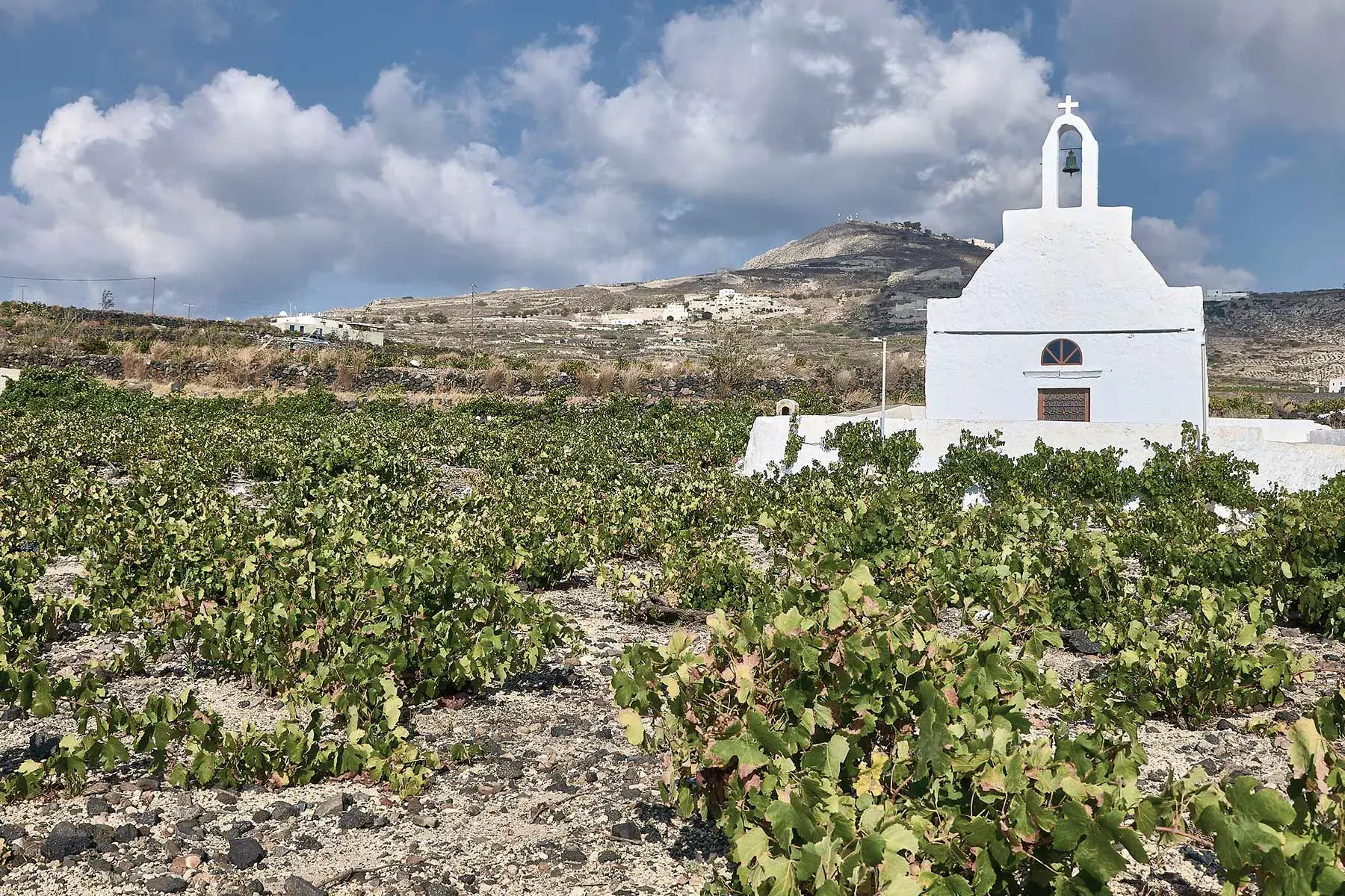 Wine Tours